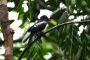 Amazonas06 - 473 * Black Nunbird.